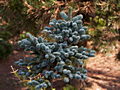Abies procera nobilis IMG_5008 (VALENTA) Jodła szlachetna